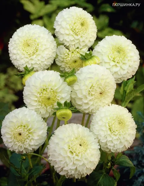 Георгина Сноуфлейк шаровидная