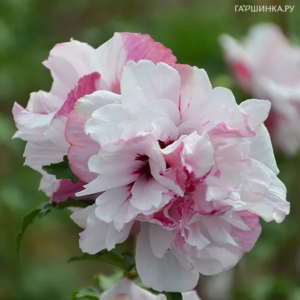 Гибискус Френч Кабаре Пастель