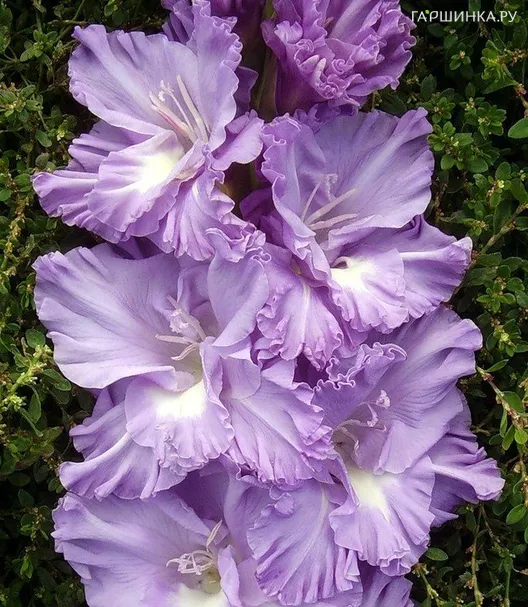 Гладиолус Адмирал Ушаков 2 шт