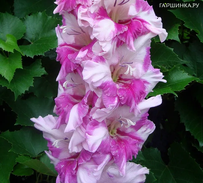 Гладиолус Аэлита