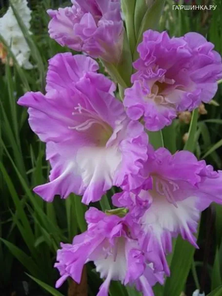 Гладиолус Афродита 2 шт