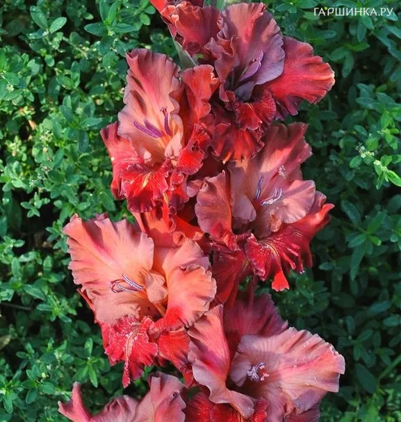 Гладиолус Агатовые Бусы