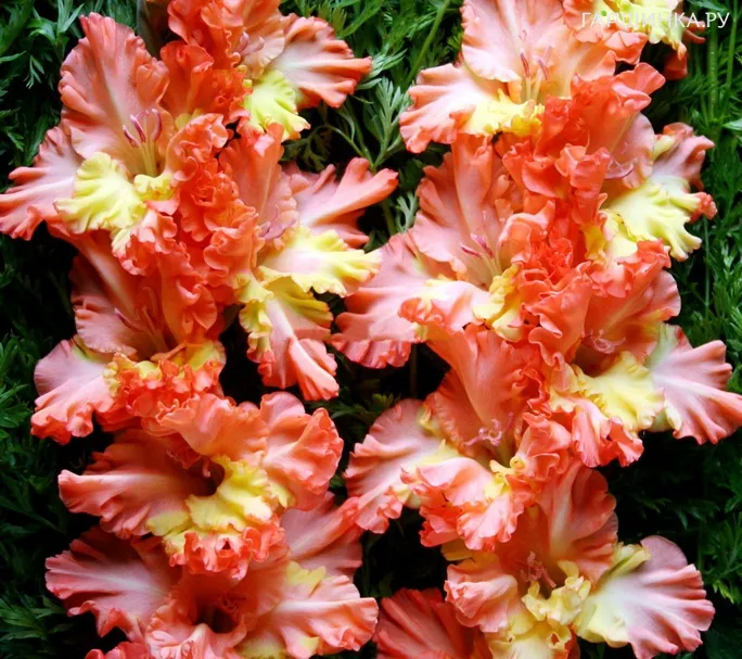 Гладиолус Аннушка