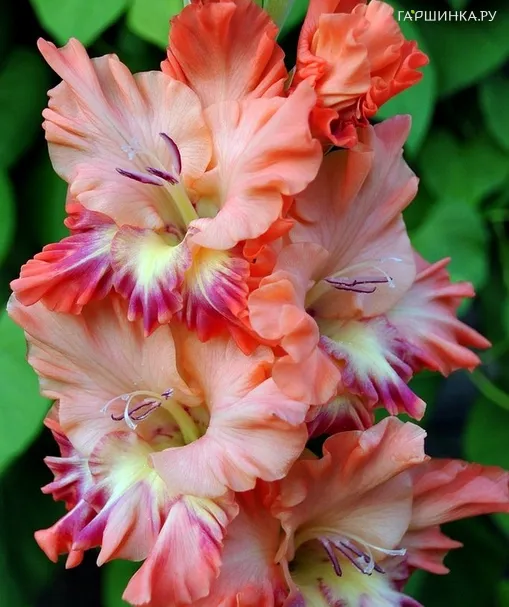 Гладиолус Янтарь 2 шт