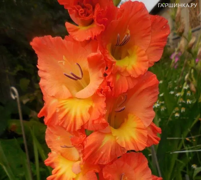 Гладиолус Апельсиновый мираж
