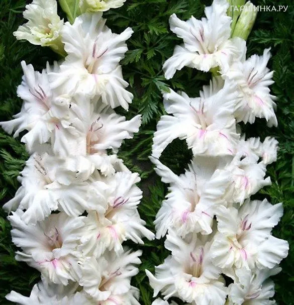 Гладиолус Апостол Петр