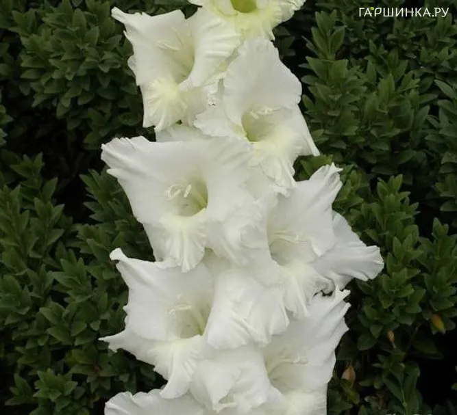 Гладиолус Балет на льду