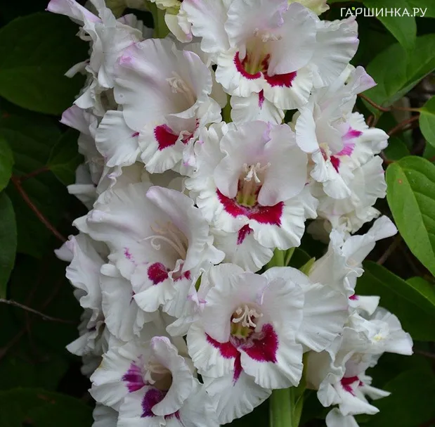 Гладиолус Барборка 2  шт