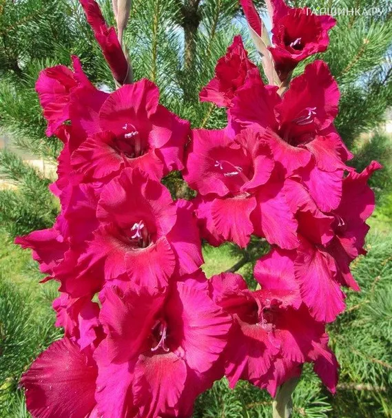 Гладиолус Бархатный кумир 2 шт