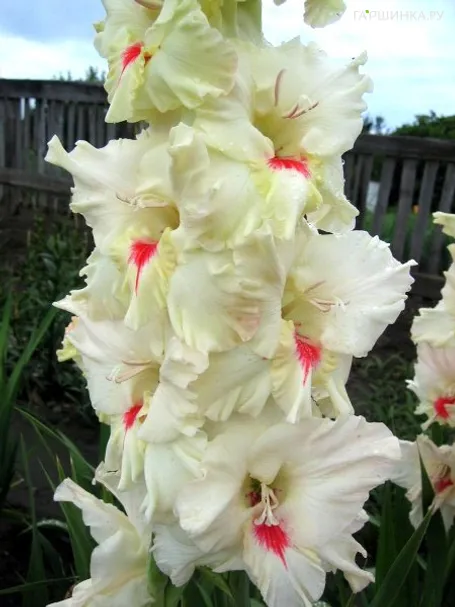Гладиолус Беле 2 шт