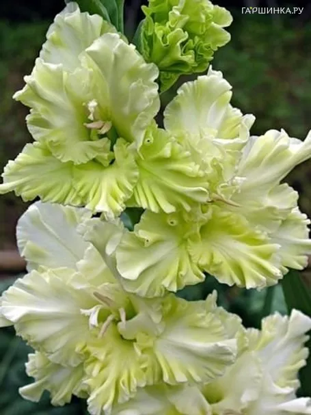 Гладиолус Благородный земледелец 2 шт