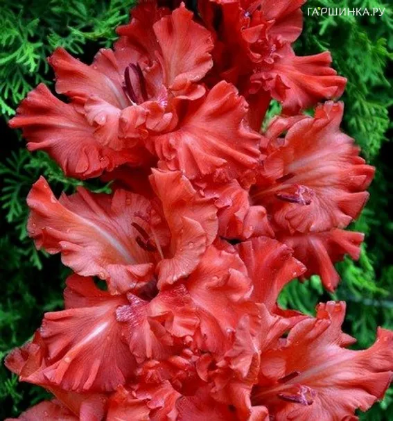 Гладиолус Большое искушение