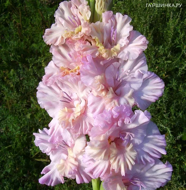 Гладиолус Божественная серенада