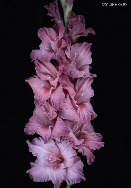 Гладиолус Думелис