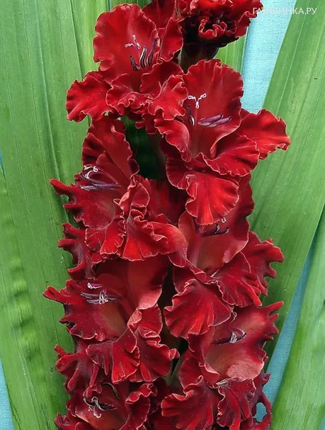 Гладиолус Файер Френзи