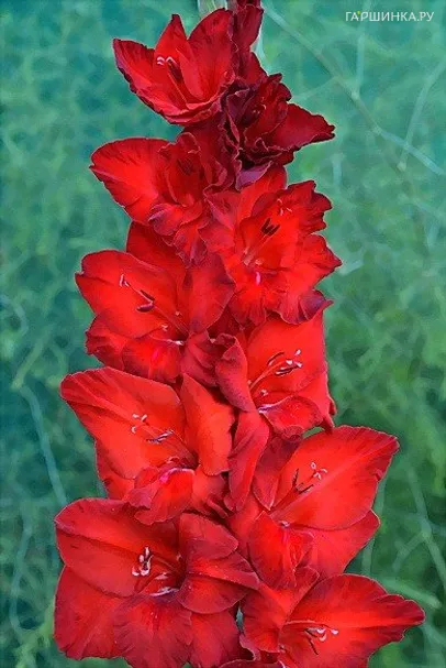 Гладиолус Гранатовый браслет 2 шт