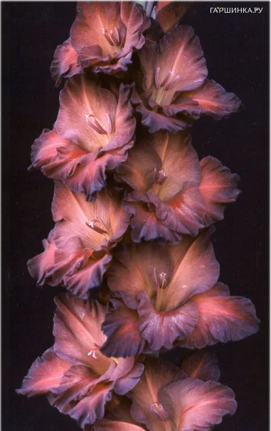 Гладиолус Коричневый халцедон