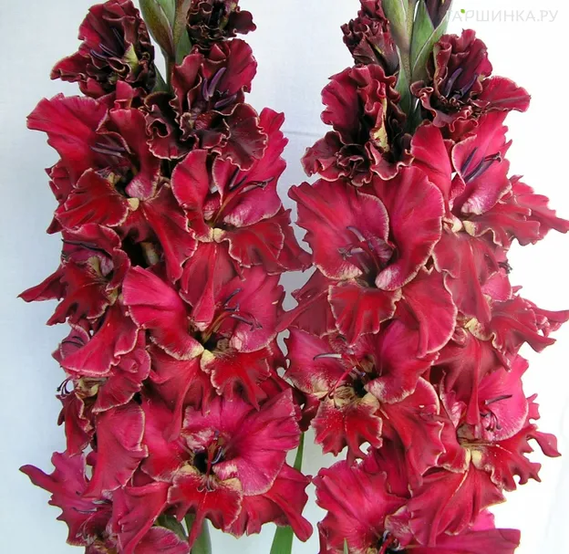 Гладиолус Лихой Гусар