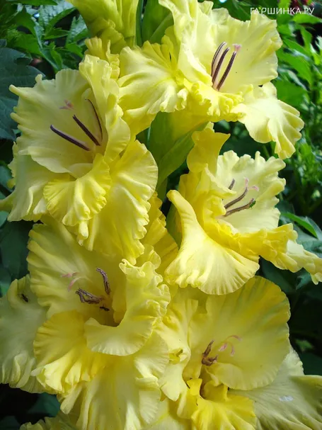 Гладиолус Маргарита