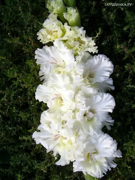 Гладиолус Москва Белокаменная