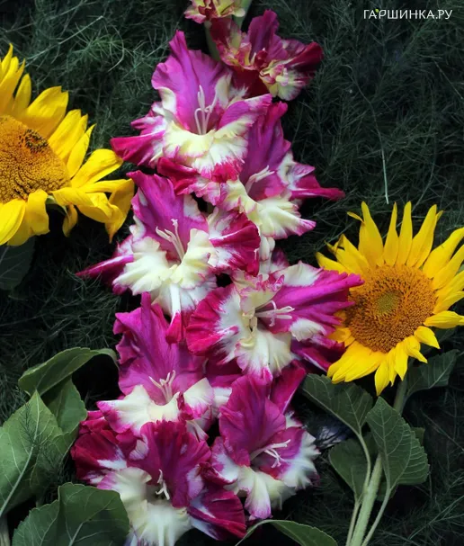 Гладиолус Ориентальный Мотылек