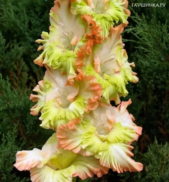 Гладиолус Перо павлина 2 шт