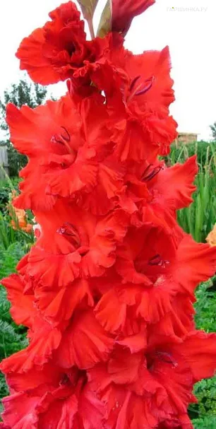 Гладиолус Подари Мне Улыбку