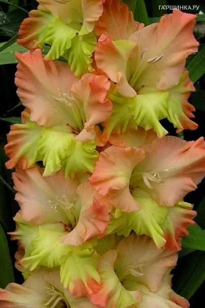 Гладиолус Поле Чудес