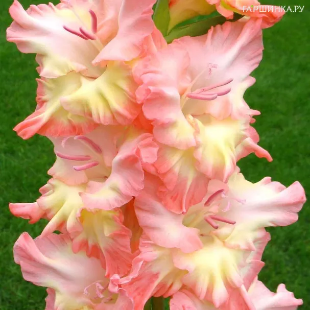 Гладиолус Розовый мираж