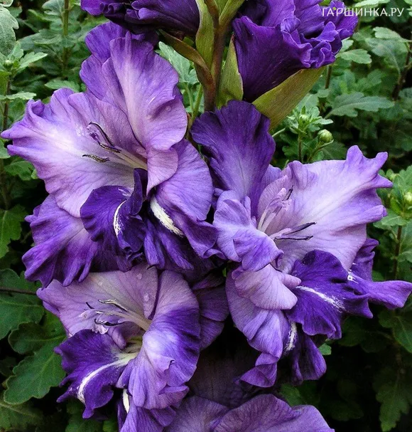 Гладиолус Синяя птица