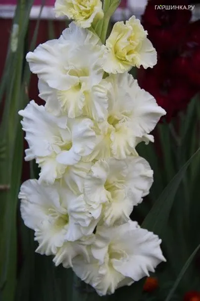 Гладиолус Тополиный пух