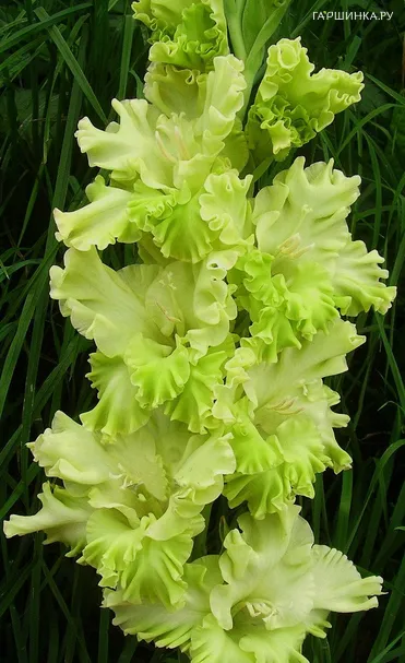 Гладиолус Травушка Муравушка