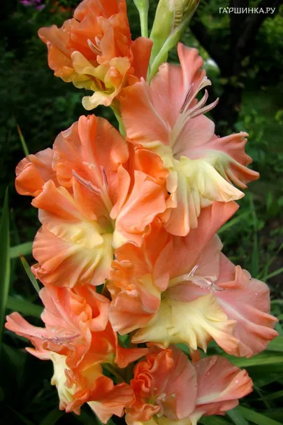 Гладиолус Звезда Балета 2 шт