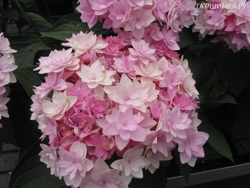 Гортензия макрофила (Ю энд Ми) Романс