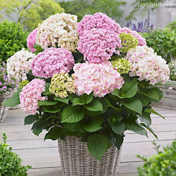 Гортензия Доппио Нувола (Двойное облако) крупнолистная (макрофила)