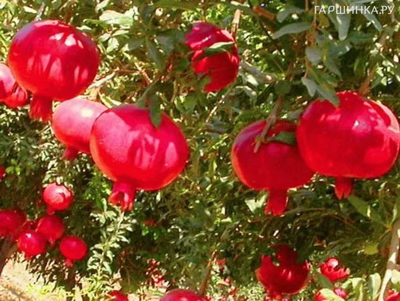 Гранат обыкновенный