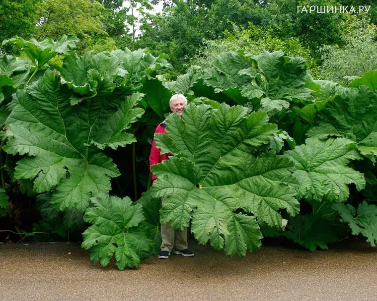 Гуннера рукавчатая