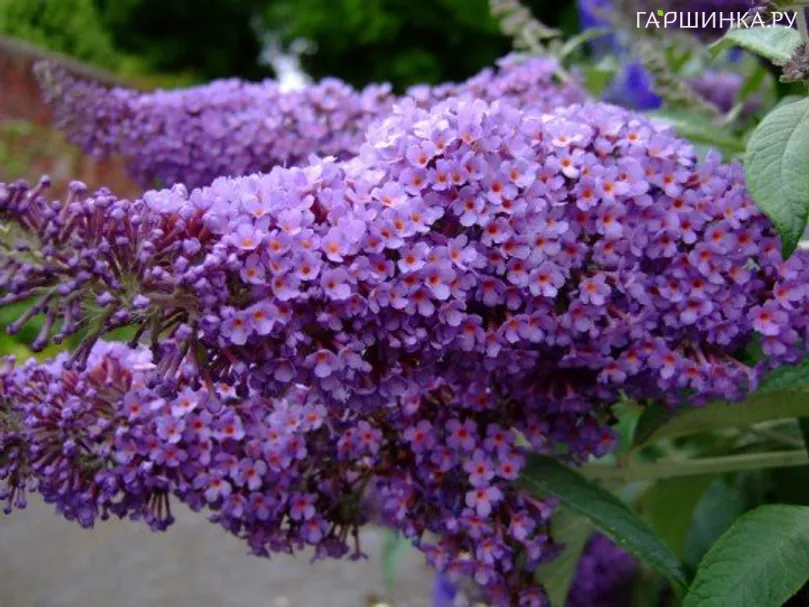 Буддлея Давида Иль де Франс