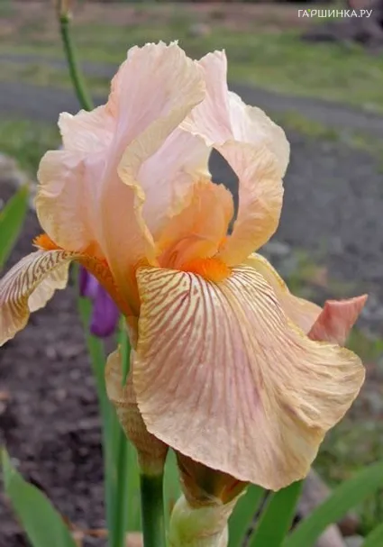 Ирис бородатый Эдвард оф Виндсор