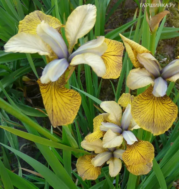 Ирис сибирский Флаинг Фидлес