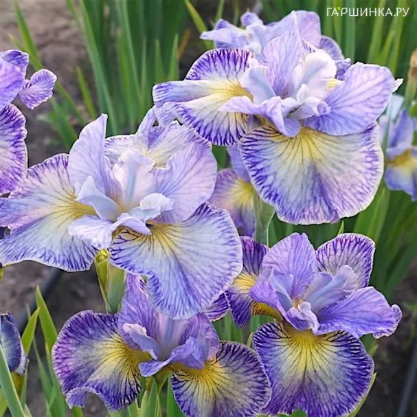 Ирис сибирский Кейп Код Бойз