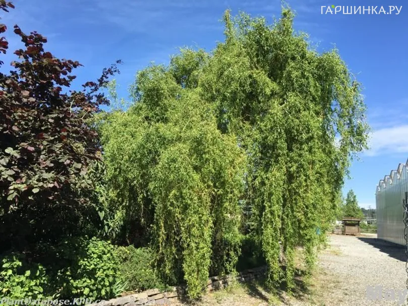 Ива Эритрофлексуоза (витые побеги и плакучая форма)