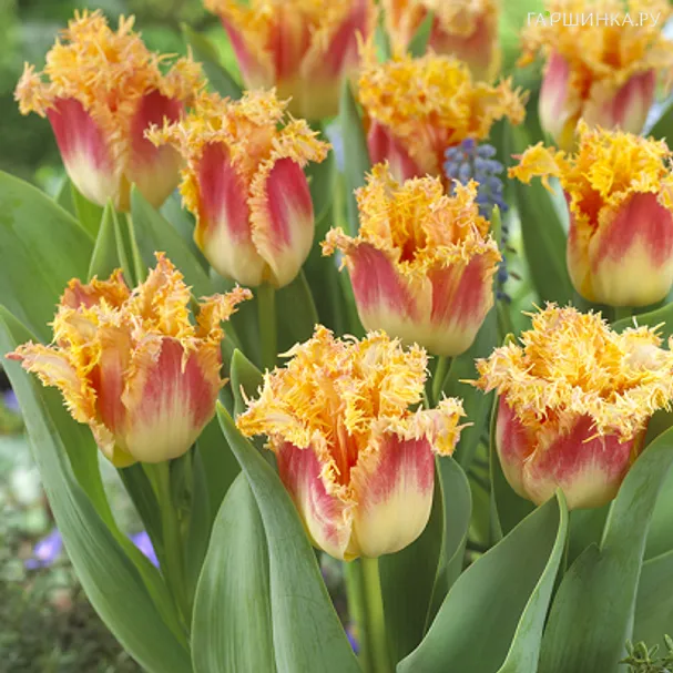 Тюльпан Джоинт Девижн бахромчатый 5шт.