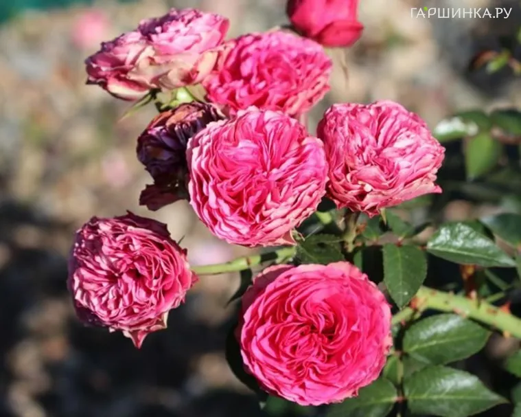 Роза Канди Рококо кустарниковая, Тантау (лиц)