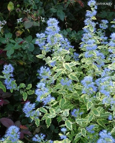 Кариоптерис Саммер Сорбет