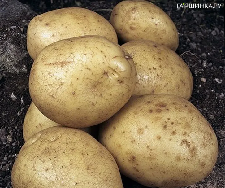 Картофель Богатырь 2кг