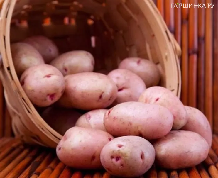Картофель Хозяюшка 2кг