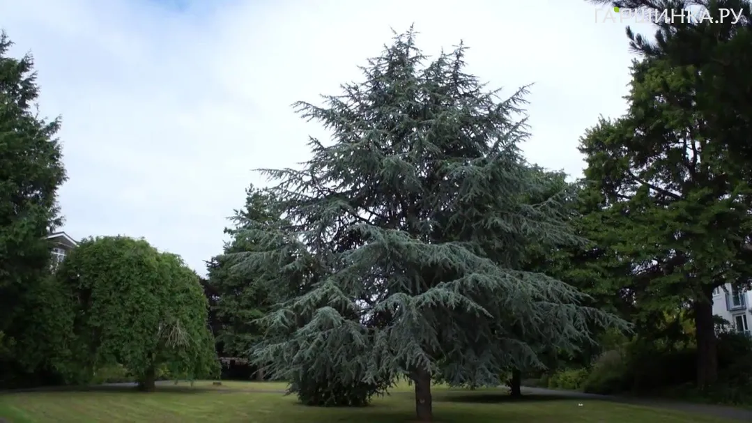 Кедр атласский Глаука