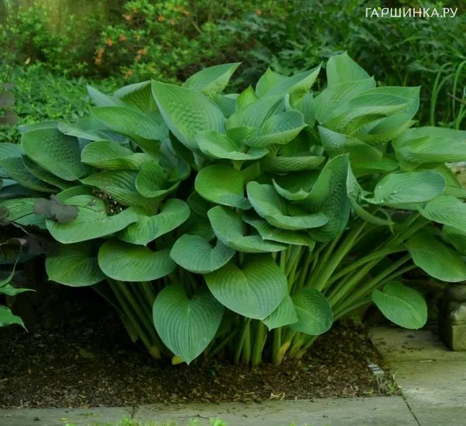 Хоста Ти Рекс (XL)