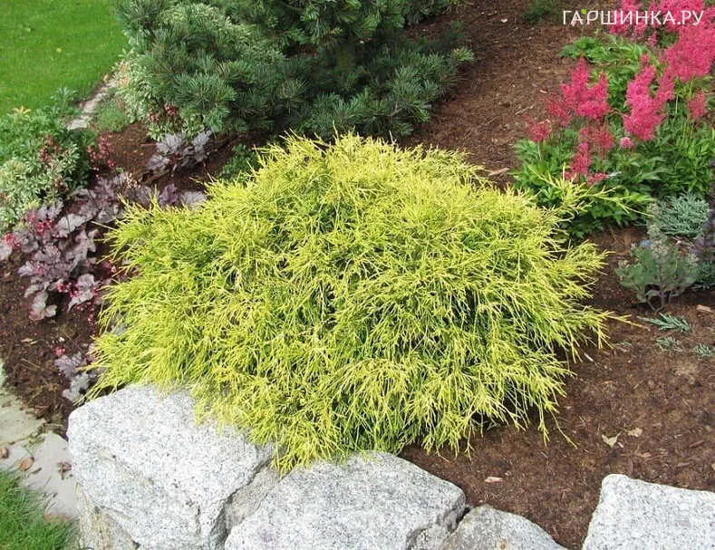 Кипарисовик Филифера Ауреа Нана.